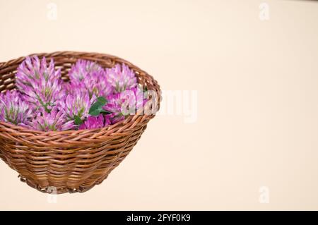 Closeup of fresh red clover flowers on a wicker basket isolated on white background Stock Photo