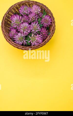 Vertical shot of fresh red clover flowers on a wicker basket isolated on yellow background Stock Photo
