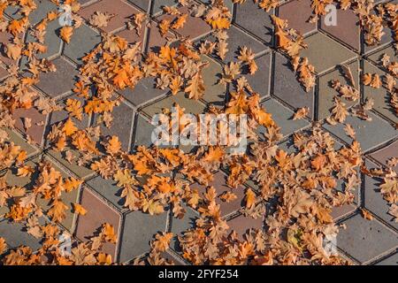 Fallen oak autumn leaves on the sidewalk, paved with gray concrete paving stones. Yellow autumn leaves on the path, top view. Stock Photo