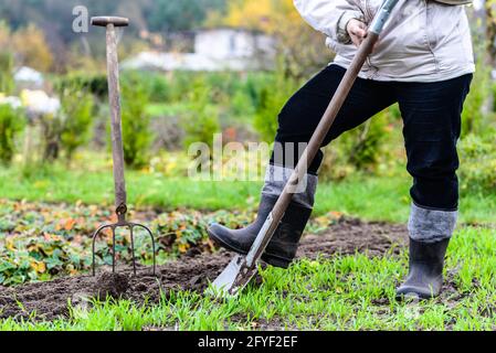 Farmer digging in the garden with a spade. Preparing soil for planting in spring. Gardening. Stock Photo