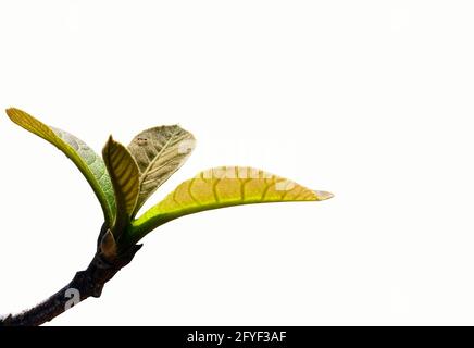 Close up of beautiful young leaves of the teak plant (Tectona grandis) and an ant, selected focus, isolated on white background Stock Photo