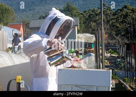 Beekeeper smoking a hive prior to opening to check the health of the colony Stock Photo