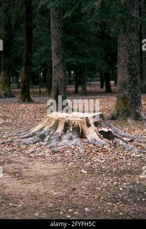 Stump from a large felled tree covered with moss in the forest among trees and fallen leaves Stock Photo