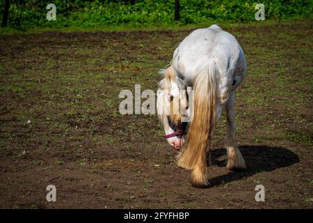 white horse grazing in the pasture Stock Photo