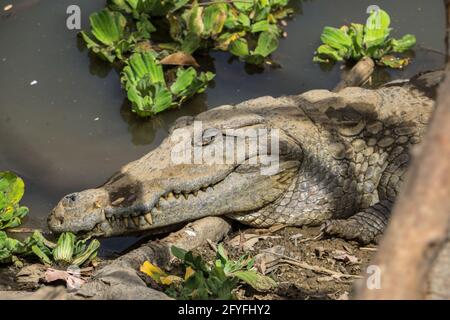 The sacred crocodiles of Amani village, Mali Stock Photo