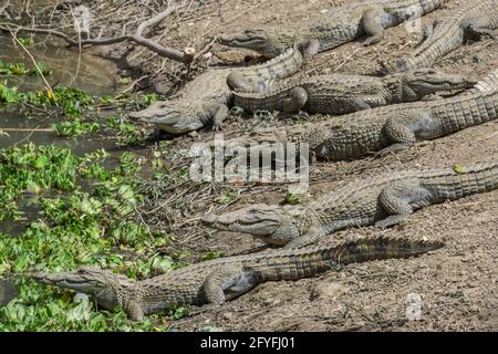 The sacred crocodiles of Amani village, Mali Stock Photo