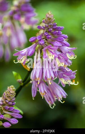 Blue Hosta Flowers Plantain Lily Flower in Full Bloom Violet Hardy Hosta Flowering Summer June Plant Blooming July Garden Blue Flowers Beautiful Hosta Stock Photo