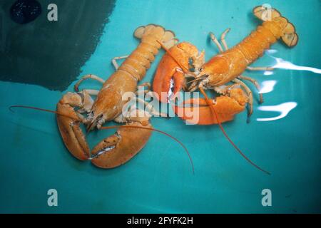 Two rare orange Canadian lobsters settle into their new home at the National SEA LIFE Centre, Birmingham, after they were rescued by a shopper at a fishmongers in Leicester. Caterer Joseph Lee spotted the pair at the fish counter in a branch of Makro Wholesale before convincing the fishmonger to donate them to the aquarium. The lobsters are so rare that only one in 30 million are caught, with the chance of finding a pair one in a billion. Picture date: Friday May 28, 2021. Stock Photo