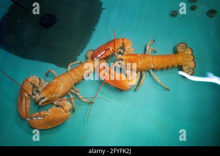 Two rare orange Canadian lobsters settle into their new home at the National SEA LIFE Centre, Birmingham, after they were rescued by a shopper at a fishmongers in Leicester. Caterer Joseph Lee spotted the pair at the fish counter in a branch of Makro Wholesale before convincing the fishmonger to donate them to the aquarium. The lobsters are so rare that only one in 30 million are caught, with the chance of finding a pair one in a billion. Picture date: Friday May 28, 2021. Stock Photo