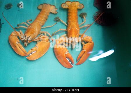 Two rare orange Canadian lobsters settle into their new home at the National SEA LIFE Centre, Birmingham, after they were rescued by a shopper at a fishmongers in Leicester. Caterer Joseph Lee spotted the pair at the fish counter in a branch of Makro Wholesale before convincing the fishmonger to donate them to the aquarium. The lobsters are so rare that only one in 30 million are caught, with the chance of finding a pair one in a billion. Picture date: Friday May 28, 2021. Stock Photo