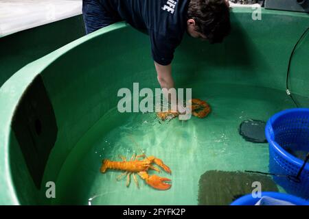 Two rare orange Canadian lobsters settle into their new home at the National SEA LIFE Centre, Birmingham, after they were rescued by a shopper at a fishmongers in Leicester. Caterer Joseph Lee spotted the pair at the fish counter in a branch of Makro Wholesale before convincing the fishmonger to donate them to the aquarium. The lobsters are so rare that only one in 30 million are caught, with the chance of finding a pair one in a billion. Picture date: Friday May 28, 2021. Stock Photo