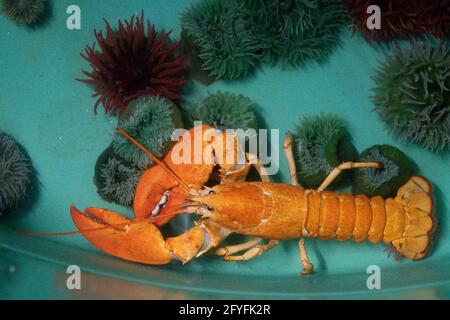 Two rare orange Canadian lobsters settle into their new home at the National SEA LIFE Centre, Birmingham, after they were rescued by a shopper at a fishmongers in Leicester. Caterer Joseph Lee spotted the pair at the fish counter in a branch of Makro Wholesale before convincing the fishmonger to donate them to the aquarium. The lobsters are so rare that only one in 30 million are caught, with the chance of finding a pair one in a billion. Picture date: Friday May 28, 2021. Stock Photo