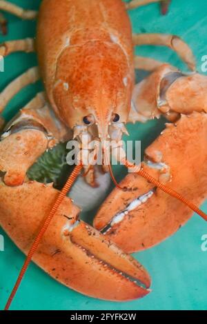 Two rare orange Canadian lobsters settle into their new home at the National SEA LIFE Centre, Birmingham, after they were rescued by a shopper at a fishmongers in Leicester. Caterer Joseph Lee spotted the pair at the fish counter in a branch of Makro Wholesale before convincing the fishmonger to donate them to the aquarium. The lobsters are so rare that only one in 30 million are caught, with the chance of finding a pair one in a billion. Picture date: Friday May 28, 2021. Stock Photo