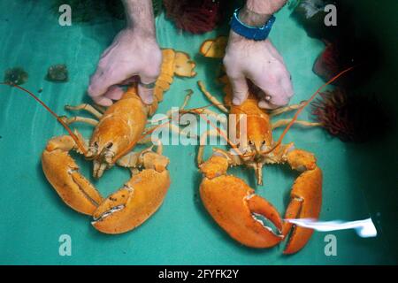 Two rare orange Canadian lobsters settle into their new home at the National SEA LIFE Centre, Birmingham, after they were rescued by a shopper at a fishmongers in Leicester. Caterer Joseph Lee spotted the pair at the fish counter in a branch of Makro Wholesale before convincing the fishmonger to donate them to the aquarium. The lobsters are so rare that only one in 30 million are caught, with the chance of finding a pair one in a billion. Picture date: Friday May 28, 2021. Stock Photo