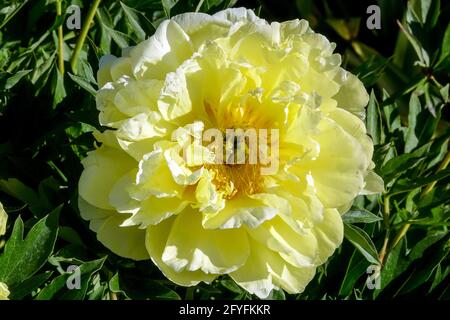 Peony Bartzella Lemon-yellow showy large bowl-shaped Flower Paeonia Bartzella Intersectional Peony Itoh Bloom Flowering Blooming Stock Photo