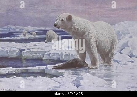 The polar bear (Ursus maritimus) is a hypercarnivorous bear whose native range lies largely within the Arctic Circle, encompassing the Arctic Ocean, its surrounding seas and surrounding land masses. It is the largest extant bear species, as well as the largest extant land carnivore from the book '  Animal portraiture ' by Richard Lydekker, and illustrated by Wilhelm Kuhnert, Published in London by Frederick Warne & Co. in 1912 Stock Photo