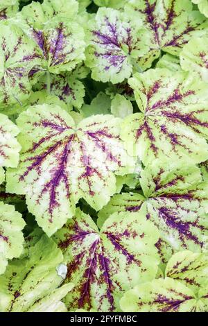 Heucherella 'Solar Power' is a clump-forming, evergreen perennial with lobed, yellow-green leaves mottled with dark red Stock Photo