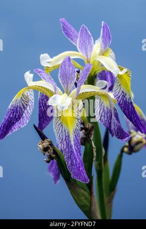 Iris versicolor flowers against blue sky Blue flag Iris portrait Stock Photo