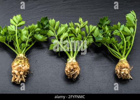 Root of celery and stalks, green vegetables on black background, healthy eating concept Stock Photo