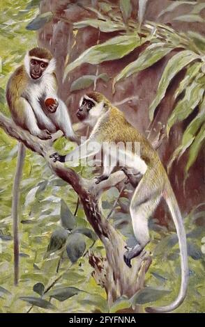 The vervet monkey (Chlorocebus pygerythrus) [Here as Abyssinian Green Monkey (Cercopithecus aethiops)] or simply vervet, is an Old World monkey of the family Cercopithecidae native to Africa. from the book '  Animal portraiture ' by Richard Lydekker, and illustrated by Wilhelm Kuhnert, Published in London by Frederick Warne & Co. in 1912 Stock Photo