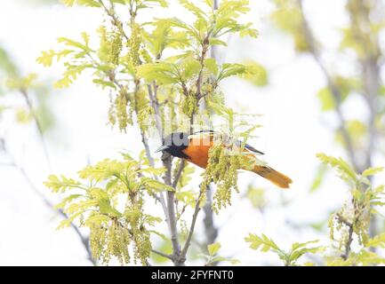 Baltimore Oriole perched on a branch in spring in Canada Stock Photo