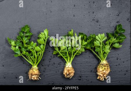 Roots of celery, green vegetables, local market produce on dark background Stock Photo