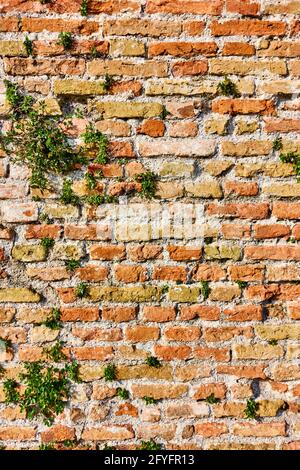 Texture of ancient brick wall with shoots of plants. Background Stock Photo