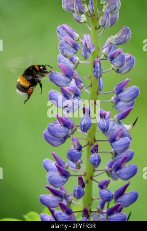 Bombus terrestris flying on blue lupines Lupinus Buff-tailed bumblebee collecting nectar, bumblebee flying Stock Photo