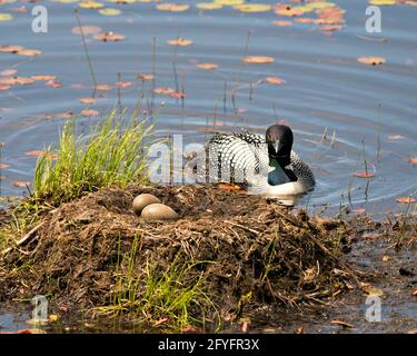 Common Loon close-up view in the water protecting its nest and brood eggs  in its environment and habitat.  Loon on Nest and Eggs. Loon in Wetland. Stock Photo