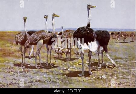 Somali ostrich (Struthio molybdophanes), also known as the blue-necked ostrich, is a large flightless bird native to the Horn of Africa from the book '  Animal portraiture ' by Richard Lydekker, and illustrated by Wilhelm Kuhnert, Published in London by Frederick Warne & Co. in 1912 Stock Photo