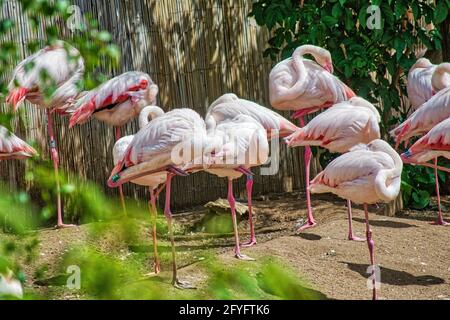 pink flamingos standing on one leg. Stock Photo