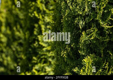 Green hedge of thuja trees. Closeup fresh green branches of thuja trees. Evergreen coniferous Tui tree. Nature, background. Stock Photo