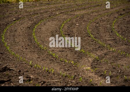 Rows of new corn sprout on a farmer's field in early spring. Stock Photo