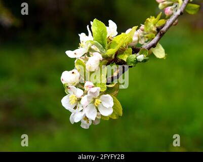 The Blossoms of the apple tree in spring Stock Photo