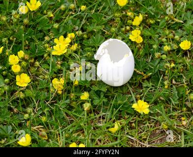 spring landscape with hatched bird egg laying on a grass lawn with buttercup flowers Stock Photo