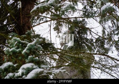 Monument to V.I. Ulyanov (Lenin) through spruce branches on a winter day at the entrance to the Moscow Canal from the Moscow Sea, on the outskirts of Stock Photo