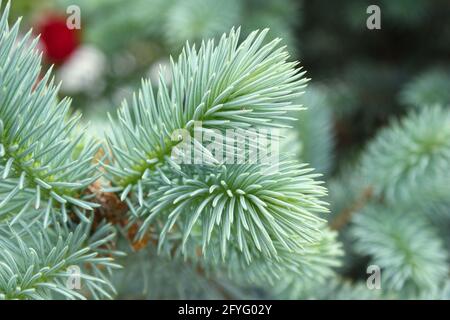 Spruce branch. Close-up pine tree branches with needles. Macro shot of fir branches. Christmas tree wallpaper background. Stock Photo