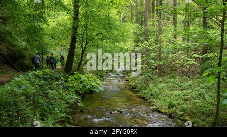 Walking path along a mountain stream in the forest with fresh green leaves. A group of hiking people going up the trail. Stock Photo