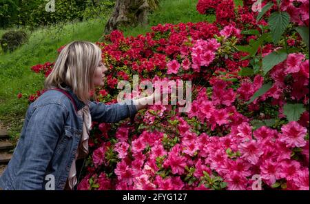 Young blond lady wearing a casual summer light blue jeans jacket reaching with her hand a bright blossoming rhododendron purple flower in the park. Stock Photo