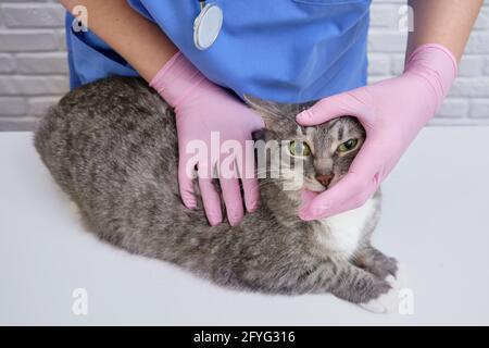 Vet doctor and cat on the table in the clinic to check the pet eyesight Stock Photo