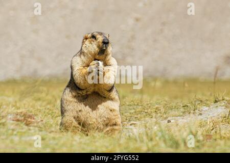 Himalayan marmot -Marmota himalayana, standing and eating in open field , ladakh wildlife, Jammu and Kashmir, India