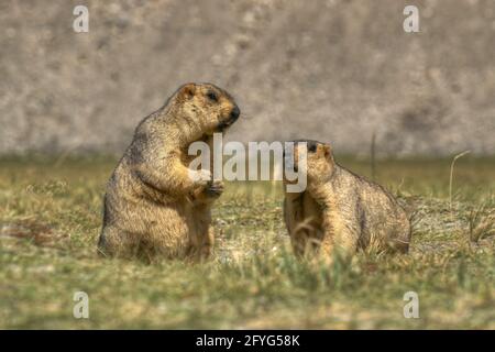 Himalayan marmots -Marmota himalayana, pair standing and eating in open field , ladakh wildlife, Jammu and Kashmir, India