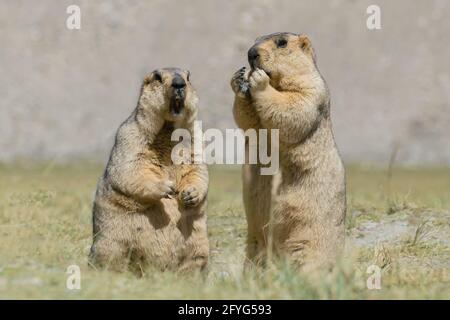 Himalayan marmots -Marmota himalayana, pair standing and eating in open field , ladakh wildlife, Jammu and Kashmir, India