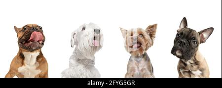 Close-up four cute dogs different breeds posing isolated over white studio background. Collage Stock Photo