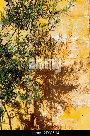 Close up of isolated twigs of olive tree in bright sunshine throwing shadows on yellow terracotta colored brick stone wall - Provence, France Stock Photo