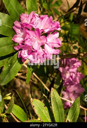 Rhododendron outside a cabin in north Georgia. Stock Photo