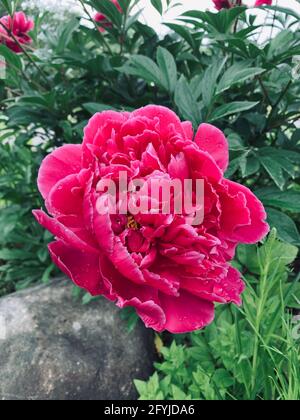 Still shot of magenta peony with white tipped petals in garden Stock Photo