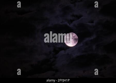 Flower blood full moon in May shortly before the lunar eclipse on a cloudy night Stock Photo