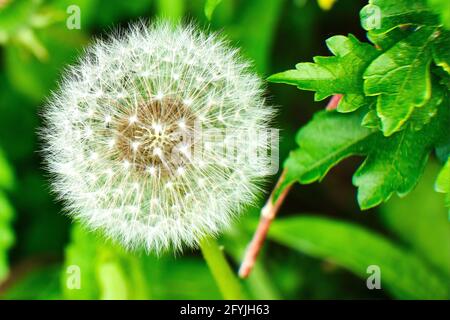 Dandelion pappas ready to be carried away from the wind to reproduce Stock Photo