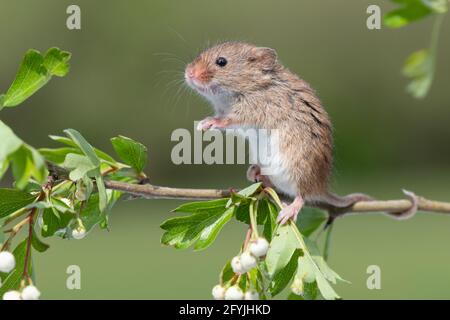 Sweet little harvest mouse sitting on a branch of hawthorn Stock Photo